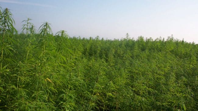 Industrial Hemp Can Boost Economy, Cut Pollution