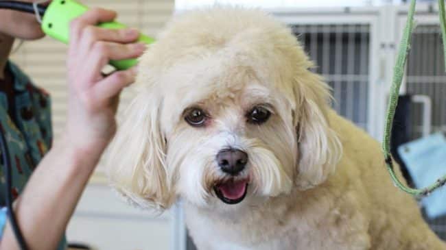 California Barking Up the Wrong Tree with Pet Groomer Licensing Bill