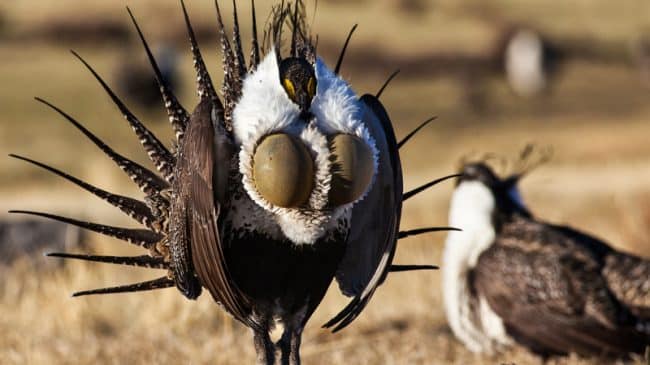 The Saga of the Gunnison Sage Grouse and Why it Matters