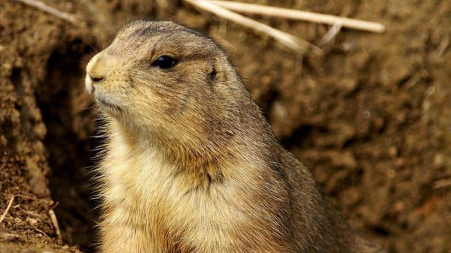 In Recent Prairie Dog Case, the Federal Government Admits Something it Tries to Cover-Up