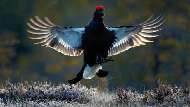 Poll Shows Voters Support State-based Sage Grouse Conservation