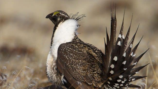 The Best and Worst Parts of the Decision Not to List the Sage Grouse as Endangered