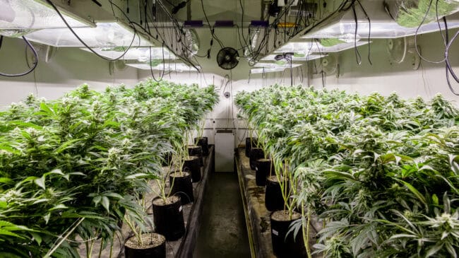 California repeals cannabis cultivation tax