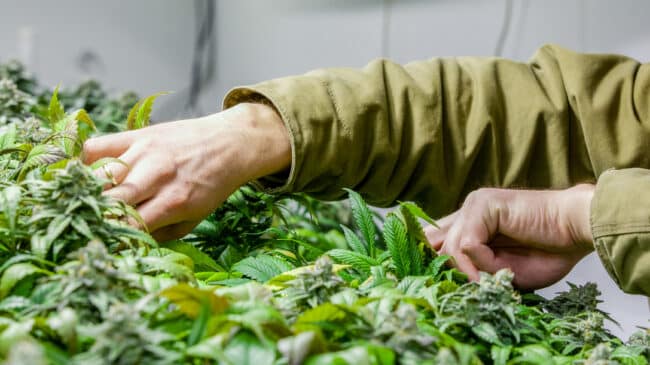 State Residency Requirements For Legal Marijuana Markets Are Unconstitutional