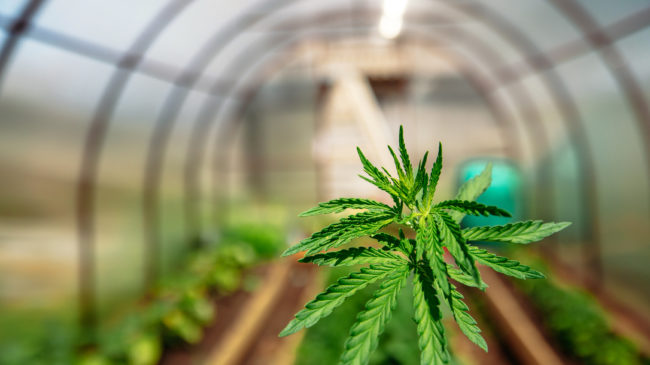 Marijuana Business Insurance: Another Hurdle For Entrepreneurs