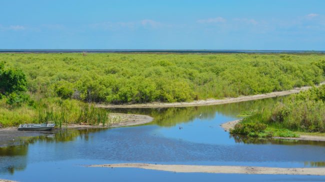 Florida Legislation Addresses Toxic Blue-Green Algae Blooms