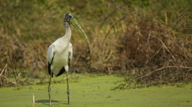 Solving Florida’s Blue-Green Algae Bloom Crisis