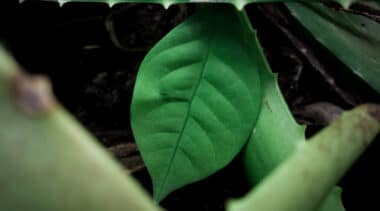 Ibogaine could transform public spending on opioid treatment