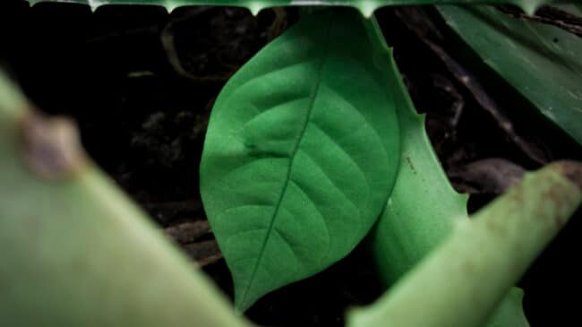 Ibogaine offers major promise in treating addiction, mental health