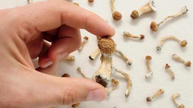 Psilocybin access would improve mental health care in Massachusetts