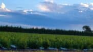 Model legislation for optimal state regulation of hemp cannabinoids 