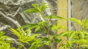 Optimal framework for the state regulation of hemp cannabinoids 