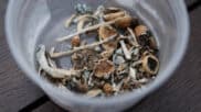 State psychedelics legalization and policy roundup — June 2025